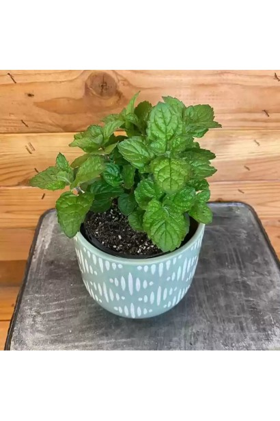 М’ята перцева Грейпфрутова купити